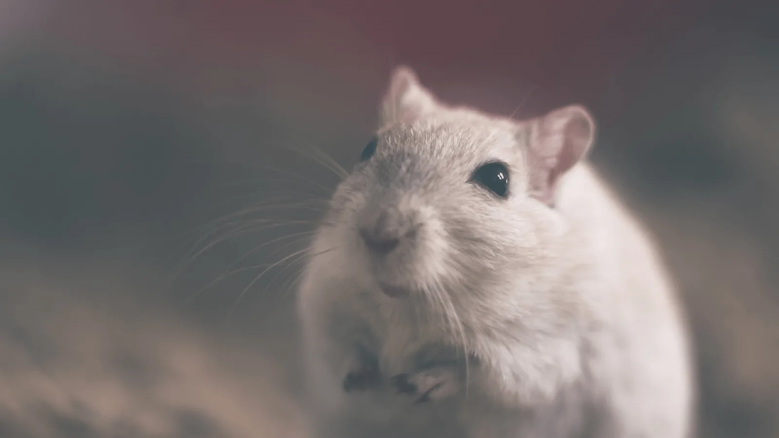 Close-up of a small rodent, possibly a mouse, highlighting potential pests that can inhabit HVAC ductwork, relevant to